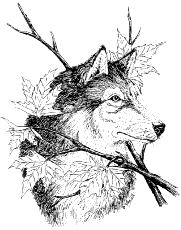 autumn wolf