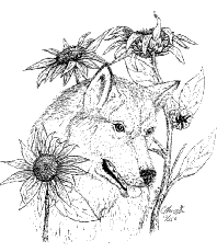summer wolf